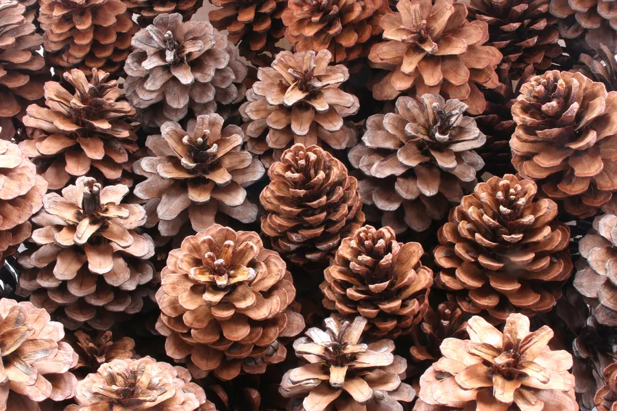 The Story Behind the Mago Pinecone